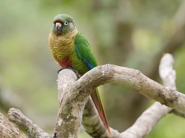 Witoogaratinga (Psittacara leucophthalmus)